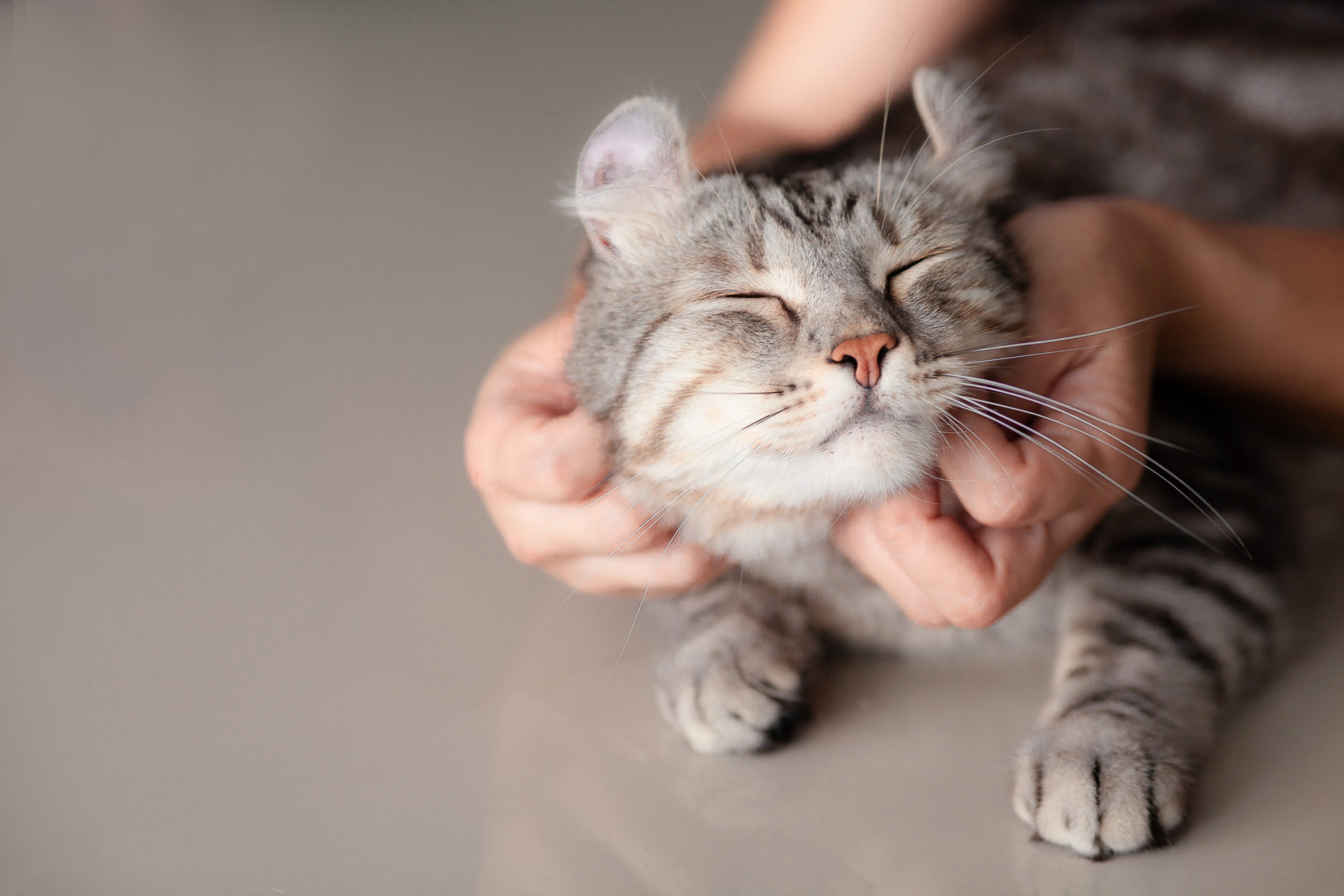 Cat Cat